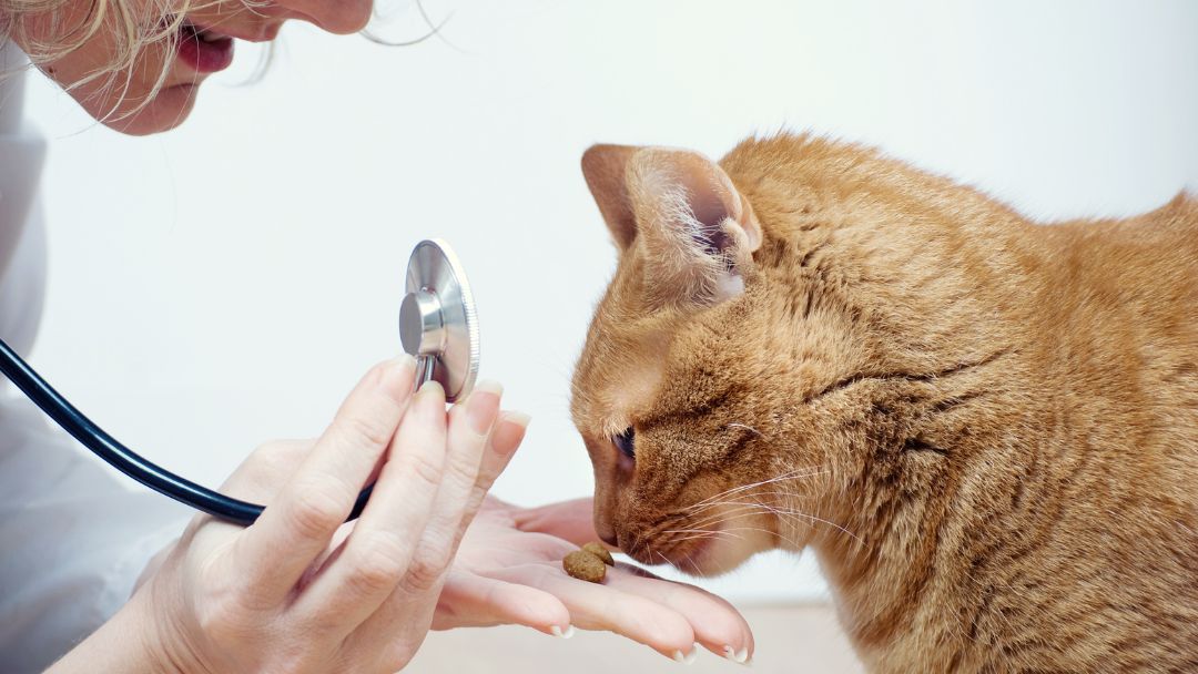 katzen-op-versicherung Katze beim Tierarzt
