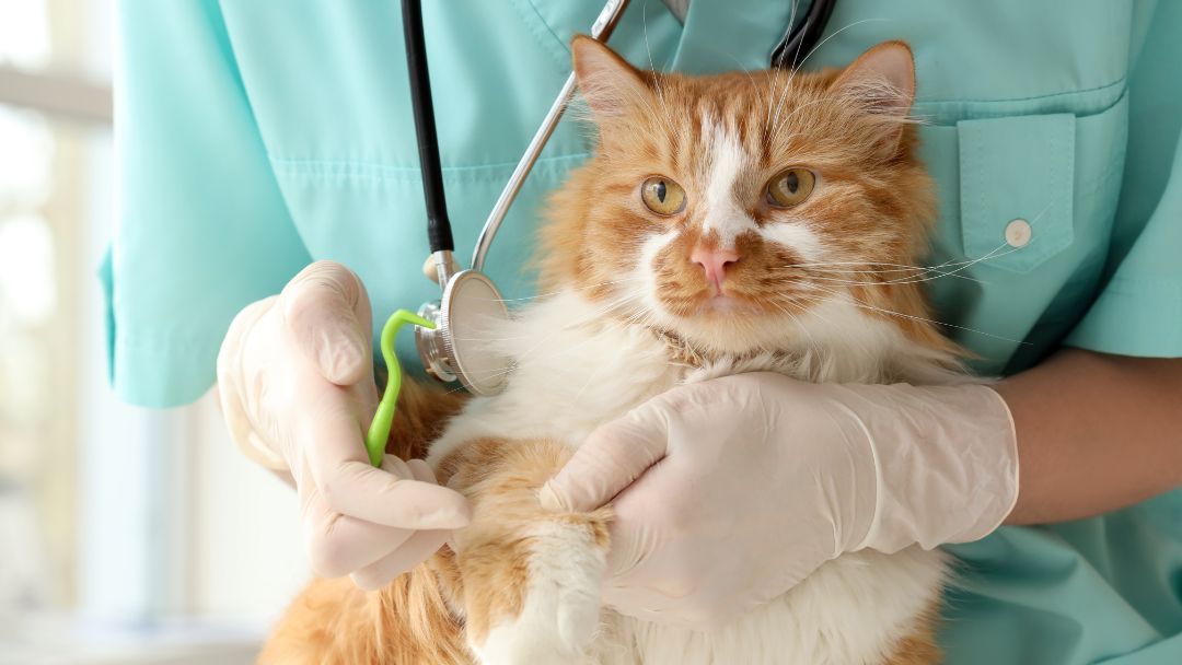 katzenkrankenversicherung-anbieter Katzenkrankenversicherung Anbieter