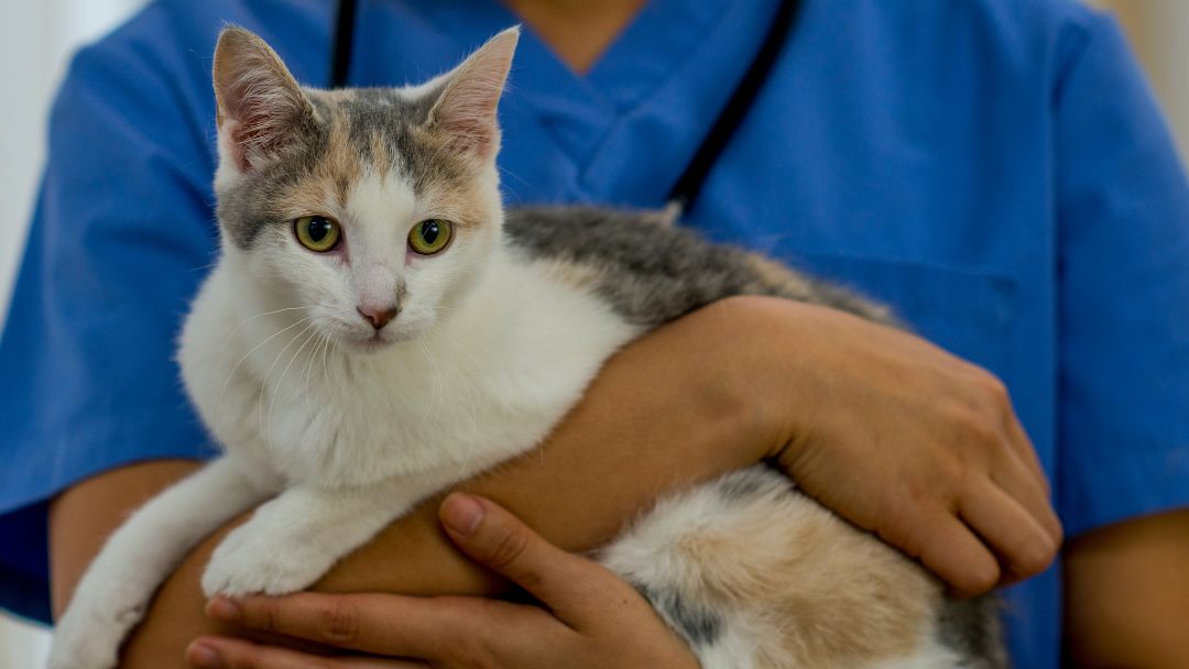 katzenkrankenversicherung-kosten Katzenkrankenversicherung Kosten