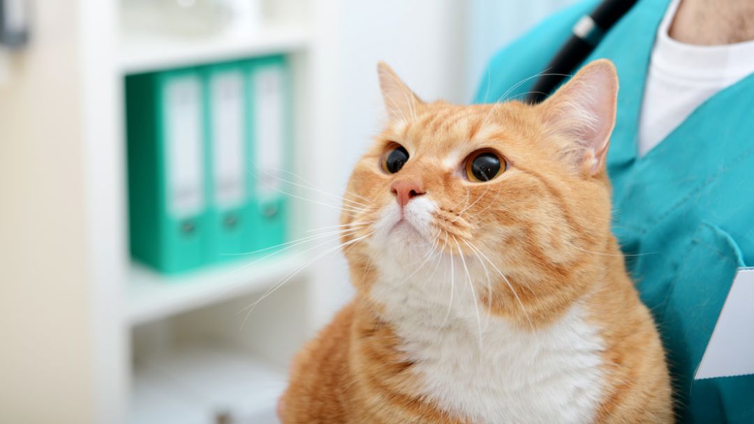 katzenkrankenversicherung-vergleich Katzenkrankenversicherung vergleich