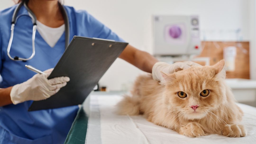 katzenkrankenversicherung-vergleich Katzenkrankenversicherung Vergleich