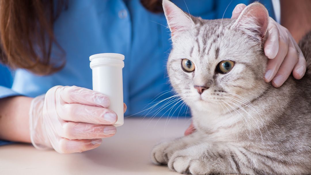 katzenkrankenversicherung Katzenkrankenversicherung