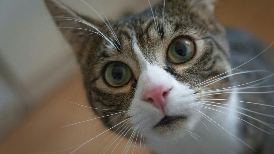 katzenratgeber katzenratgeber