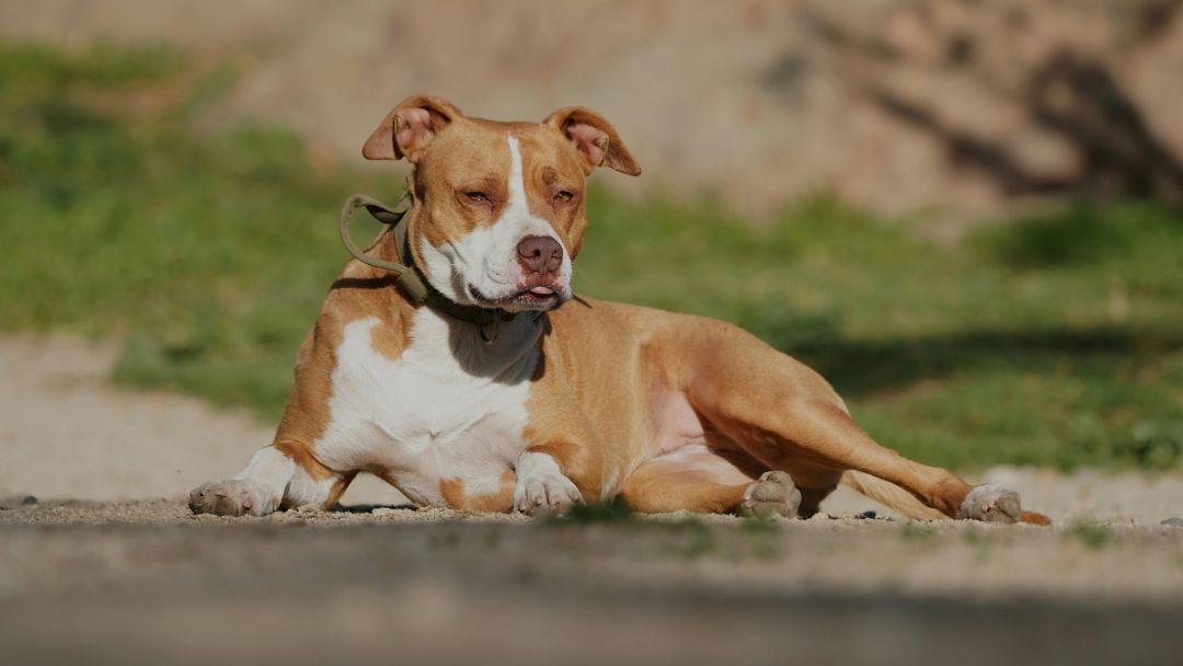 listenhunde-einreisebestimmungen-regelung Listenhund