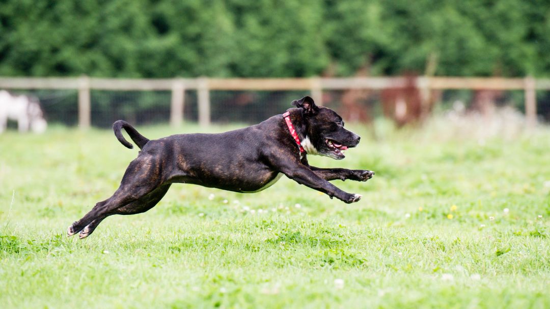 listenhunde-haltungserlaubnis-deutschland Pitbull spielt