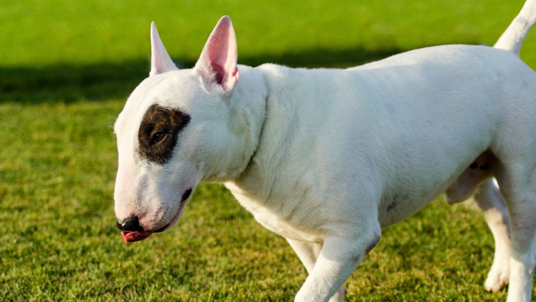 listenhunde-hunderegister-bullterrier-anmelden Bullterrier. Die Registrierung dieses Listenhundes ist Pflicht