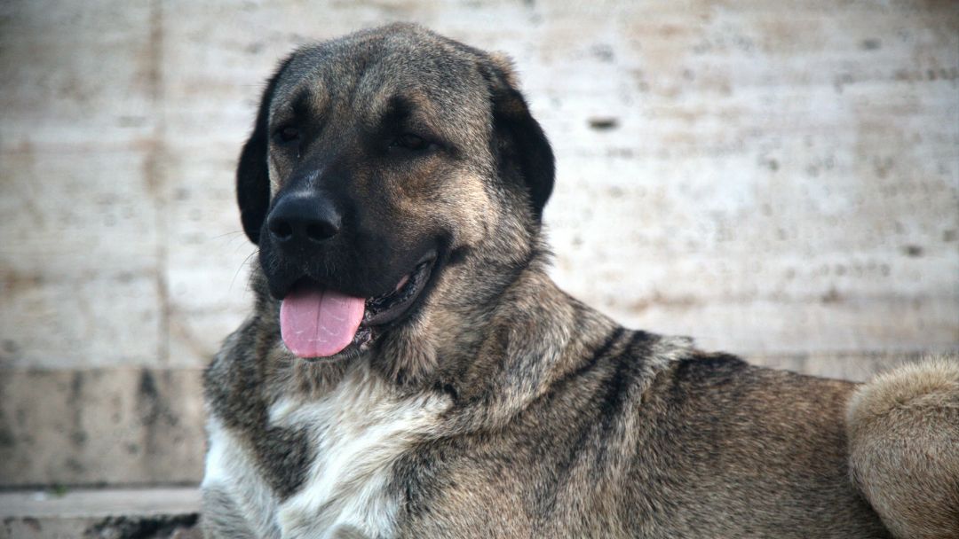 listenhunde-hunderegister-pflich Kangal Listenhund
