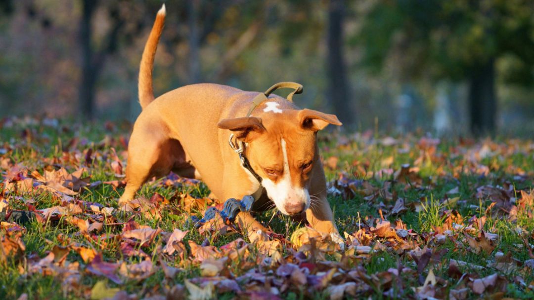 listenhunde-hundesteuer-ausnahmen Hundesteuer Listenhunde Ausnahme