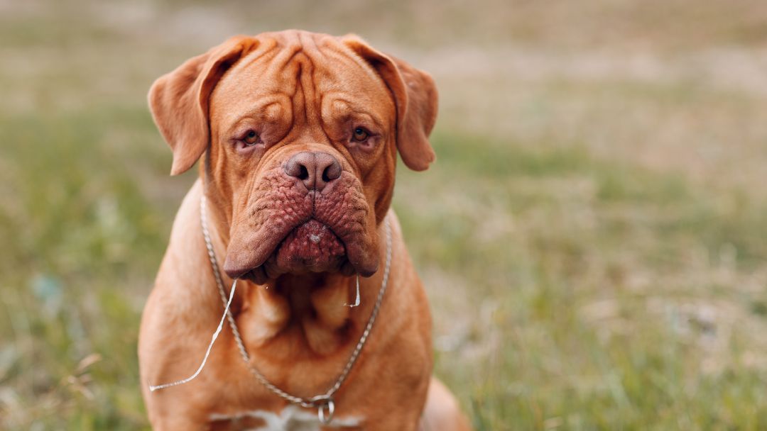listenhunde-hundesteuer-dogge Hundesteuer Listenhunde Registierung