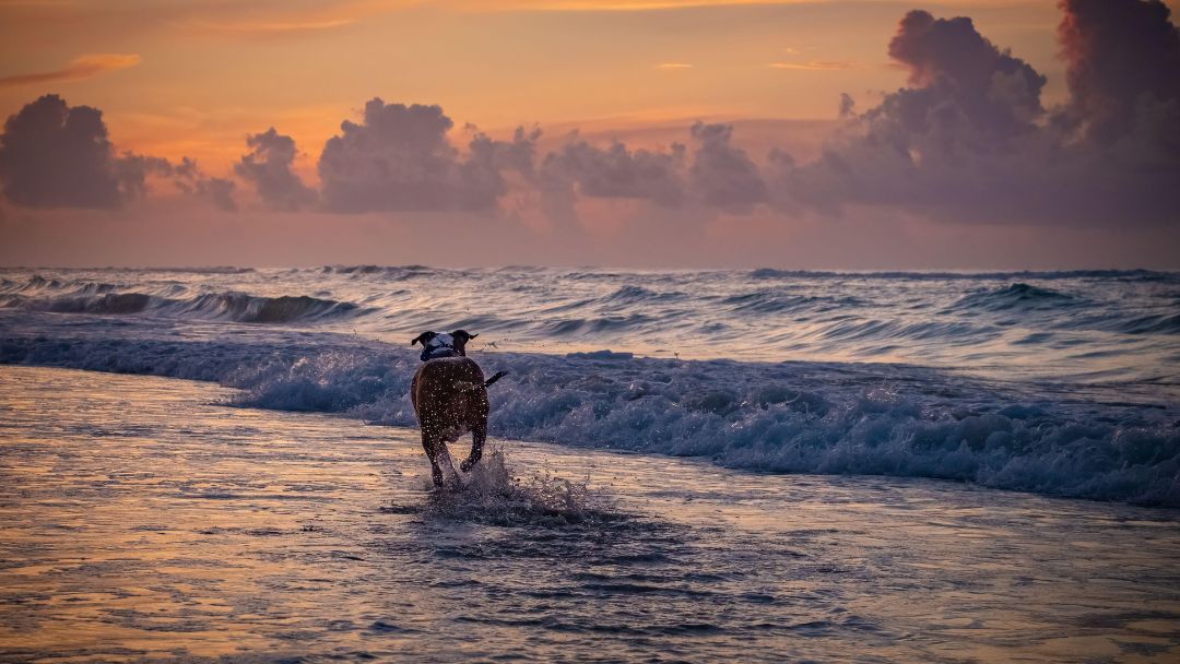 listenhunde-italien Pitbull am italienischen Meer