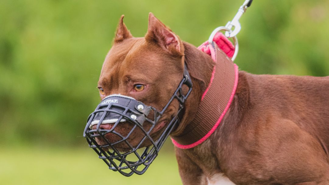 listenhunde-maulkorbpflich-Leinenpflicht Pitbull mit Maulkorb und Leine. Für diese Rasse gilt häufig eine Leinenpflicht.