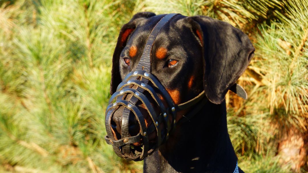 listenhunde-maulkorbpflich-Wesenstest Dobermann mit Maulkorb. Ein Wesenstest kann dazu führen, von der Maulkorbpflicht befreit zu werden.