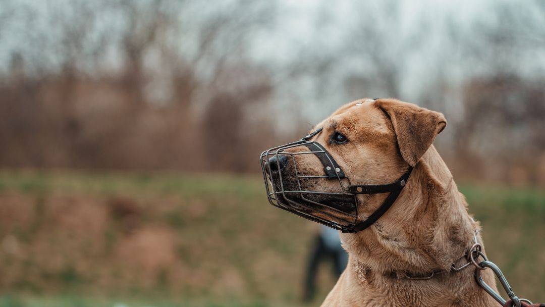 listenhunde-maulkorbpflicht-ausland-öpnv Hund mit Maulkorb. In vielen Ländern herrscht eine Maulkorbpflicht für Listenhunde.