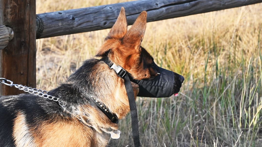 listenhunde-maulkorbpflicht-ausland Deutscher Schäferhund mit Maulkorb