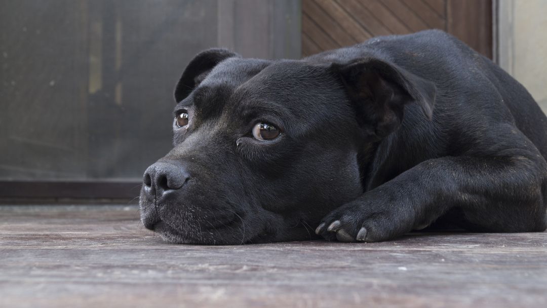 listenhunde-sachkundenachweis-NRW Pitbull Listenhund in NRW