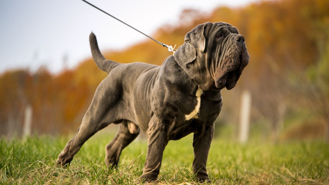 listenhunde-sachkundenachweis-prüfung Listenhund bei der Sachkundenachweis Prüfung