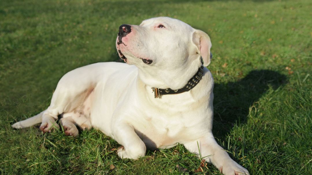 listenhunde-sachkundenachweis-sachsen Pitbull Listenhund in Sachsen
