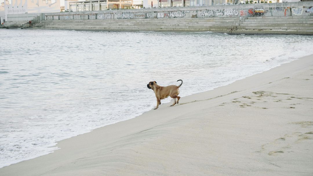 listenhunde-schweiz-österreich Mastiff am Strand