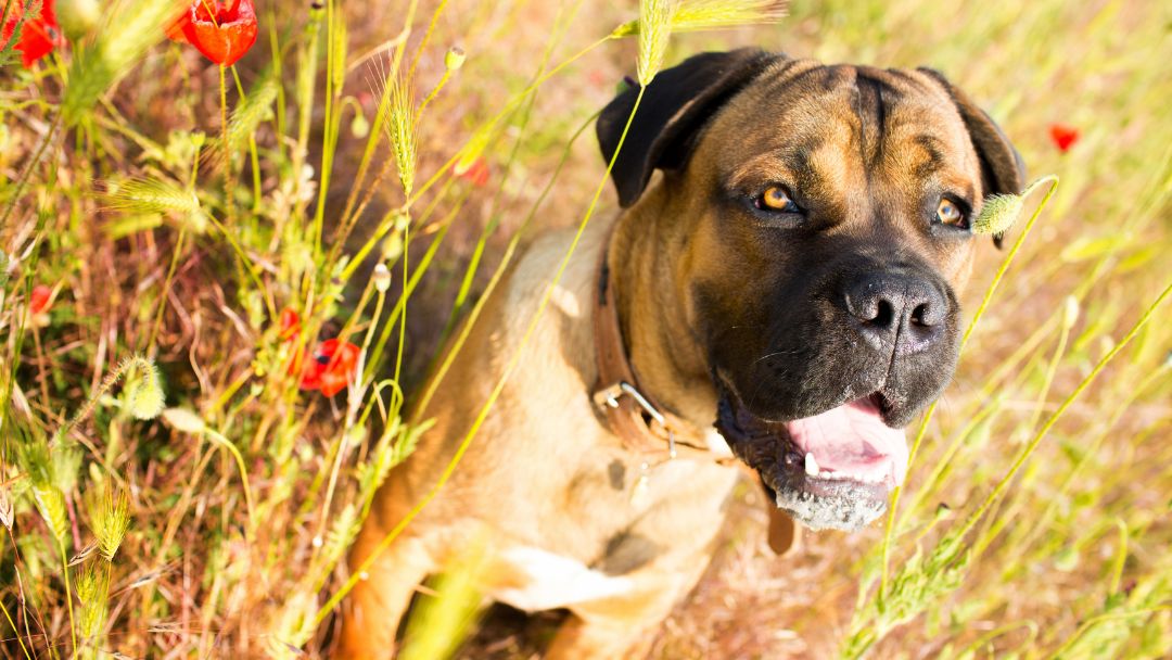 listenhunde-urlaub-dänemark Cana Corso Listenhund im Urlaub