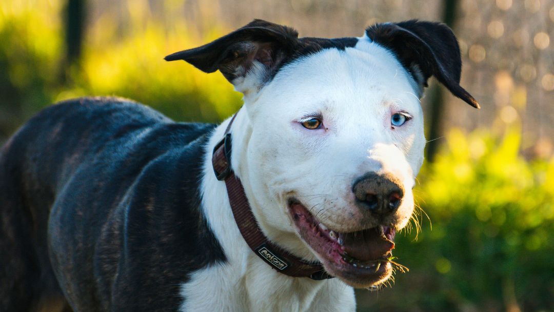 listenhunde-wesenstest-pitbull Glücklicher und freundlicher Hund nach bestandenem Wesenstest