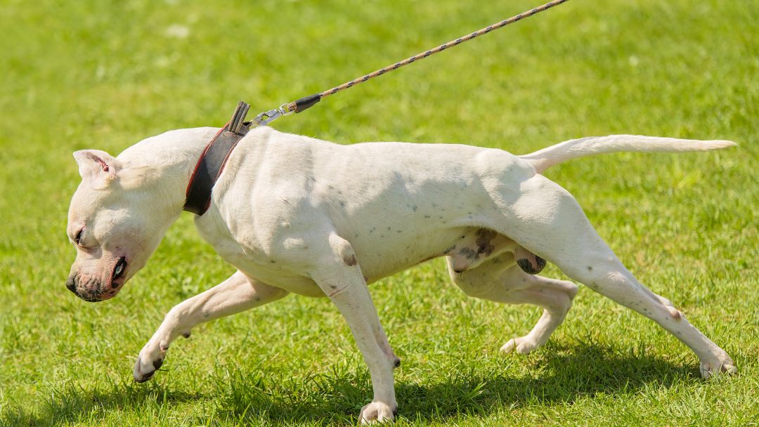 listenhunde-wesenstest-prüfung Pitbull macht einen Wesenstest