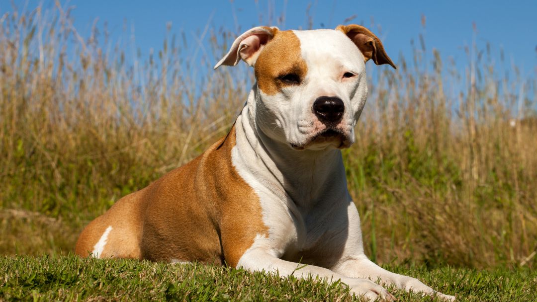 versicherungspflicht-listenhund-kosten Listenhundeversicherung Kosten