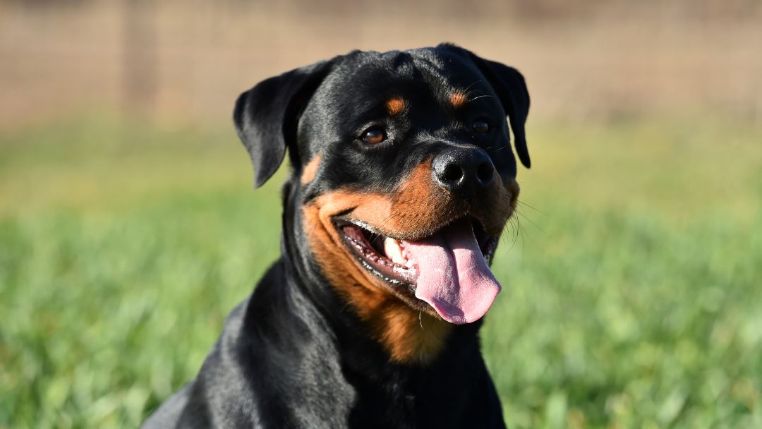 versicherungspflicht-listenhund-pflicht Haftpflicht für Listenhunde ist Pflicht
