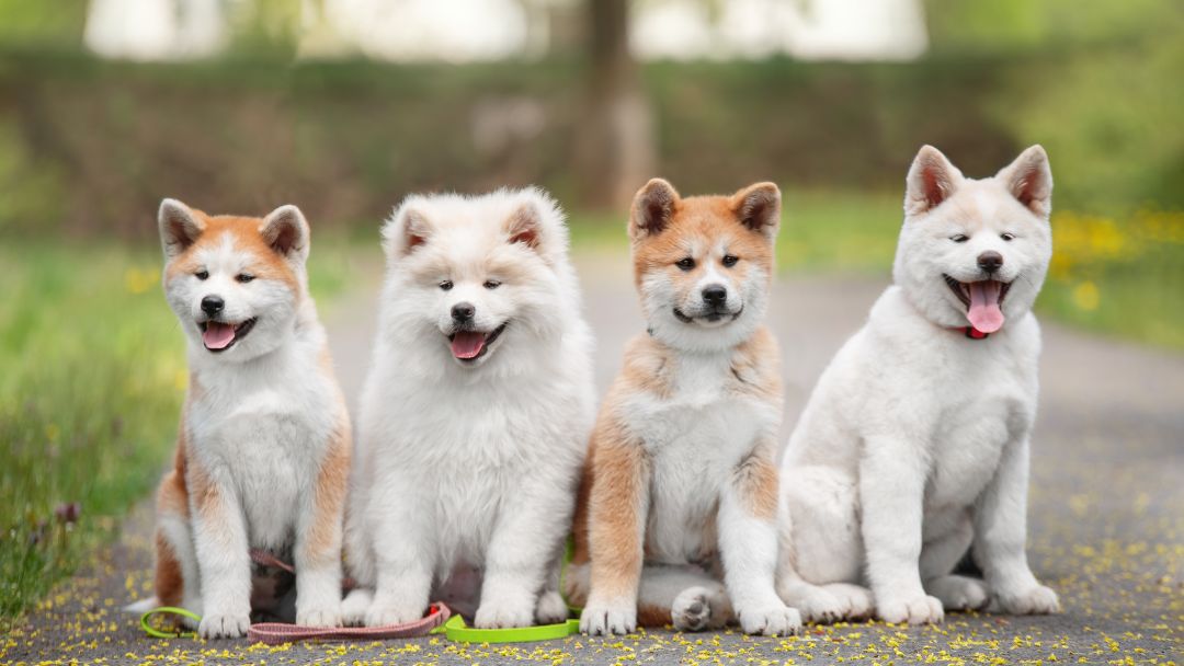welpen-ratgeber-züchter Unterschiedliche Akita Welpen