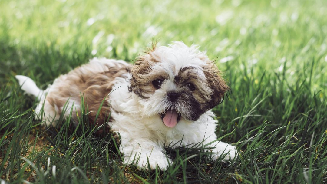 Shih-Tzu-welpe Shih Tzu welpe