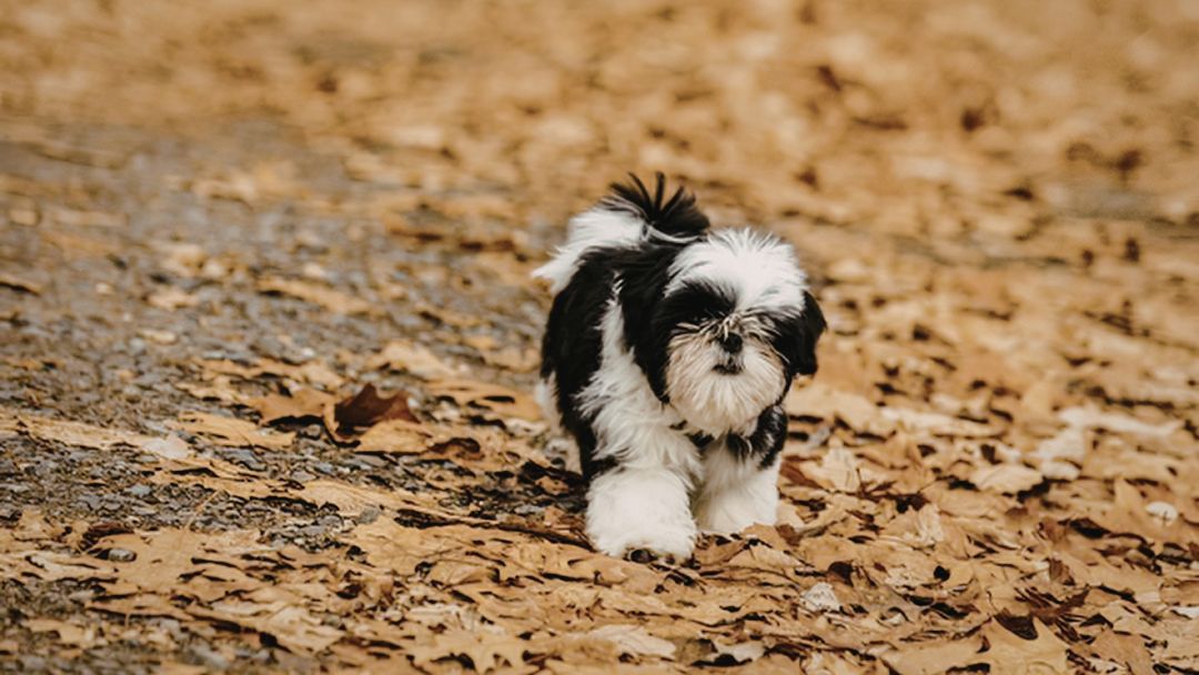 Shih-Tzu Shih Tzu