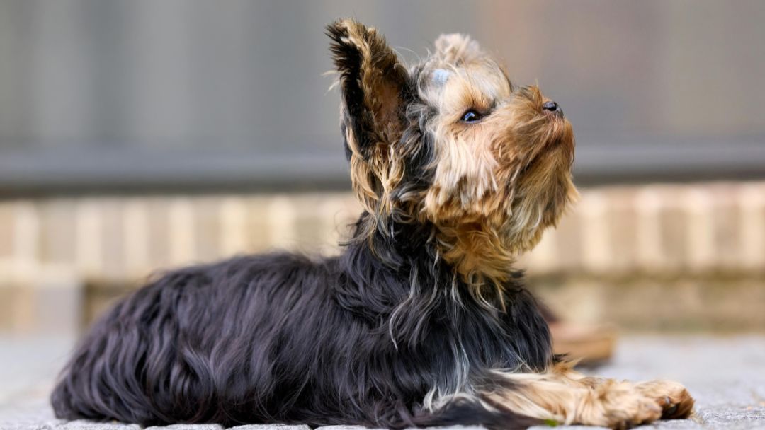 Yorkshire-Terrier Yorkshire Terrier