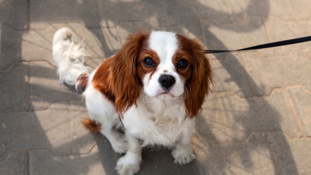 cavalier-king-charles-spaniel Hunderassen ABC Papillon