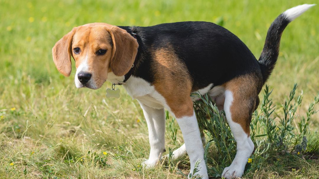 durchfall-hund durchfall hund