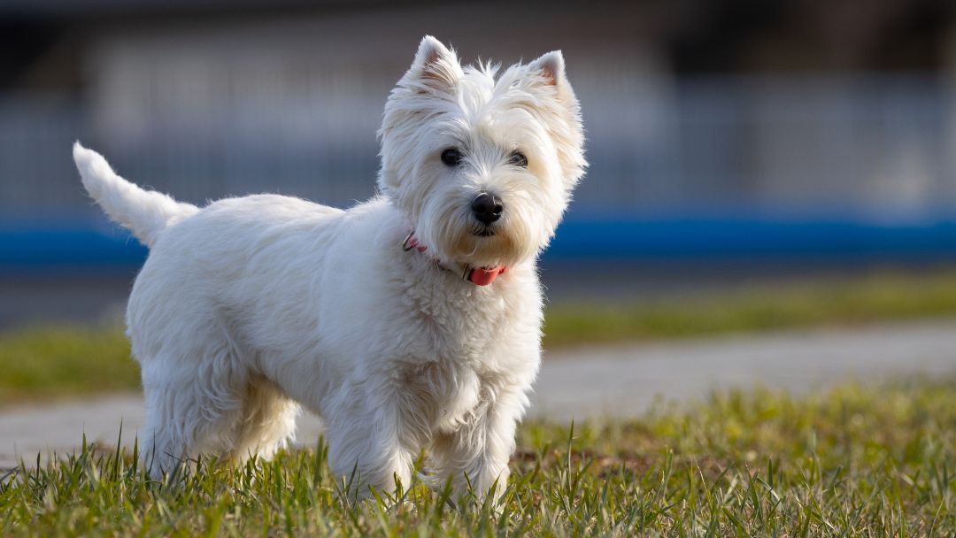 west-highland-white-terrier west highland white terrier