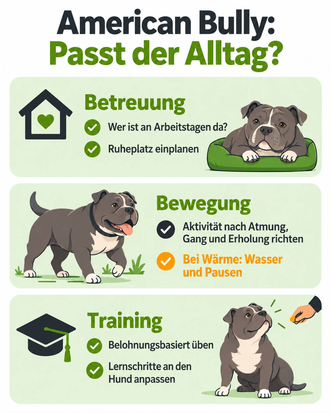 american-bully-alltag-betreuung-bewegung-training Infografik zum American-Bully-Alltag mit Betreuung, angepasster Bewegung und belohnungsbasiertem Training.