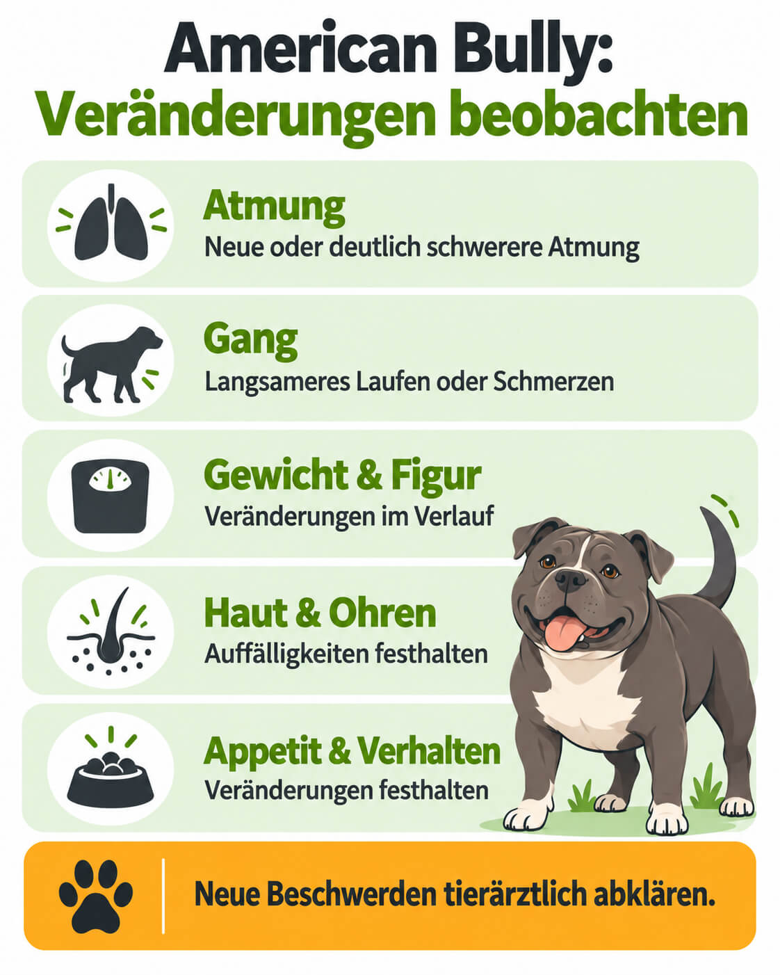 american-bully-gesundheit-veraenderungen-beobachten American-Bully-Infografik mit Beobachtungspunkten für Atmung, Gang, Gewicht, Haut, Ohren, Appetit und Verhalten.