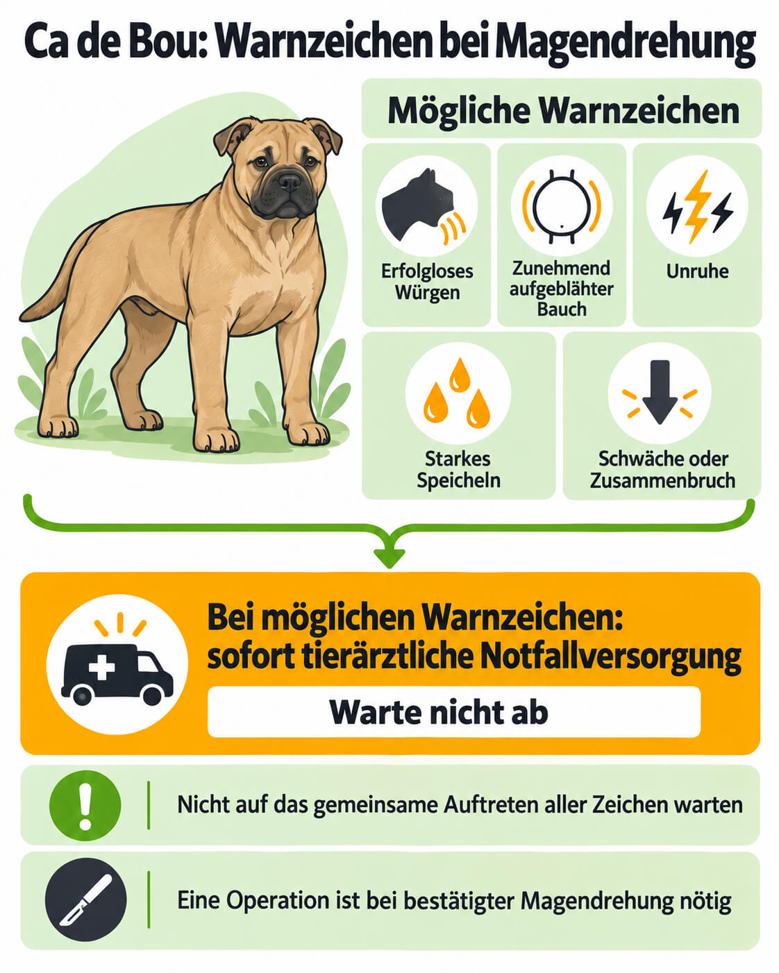 ca-de-bou-magendrehung-warnzeichen-tieraerztliche-notfallversorgung Ca de Bou: Neben einem ruhig stehenden falbfarbenen Hund mit natürlichen Rosenohren führen fünf abstrakt dargestellte mögliche Magendrehungswarnzeichen zur sofortigen tierärztlichen Notfallversorgung; die Grafik rät, nicht auf alle Zeichen zu warten.