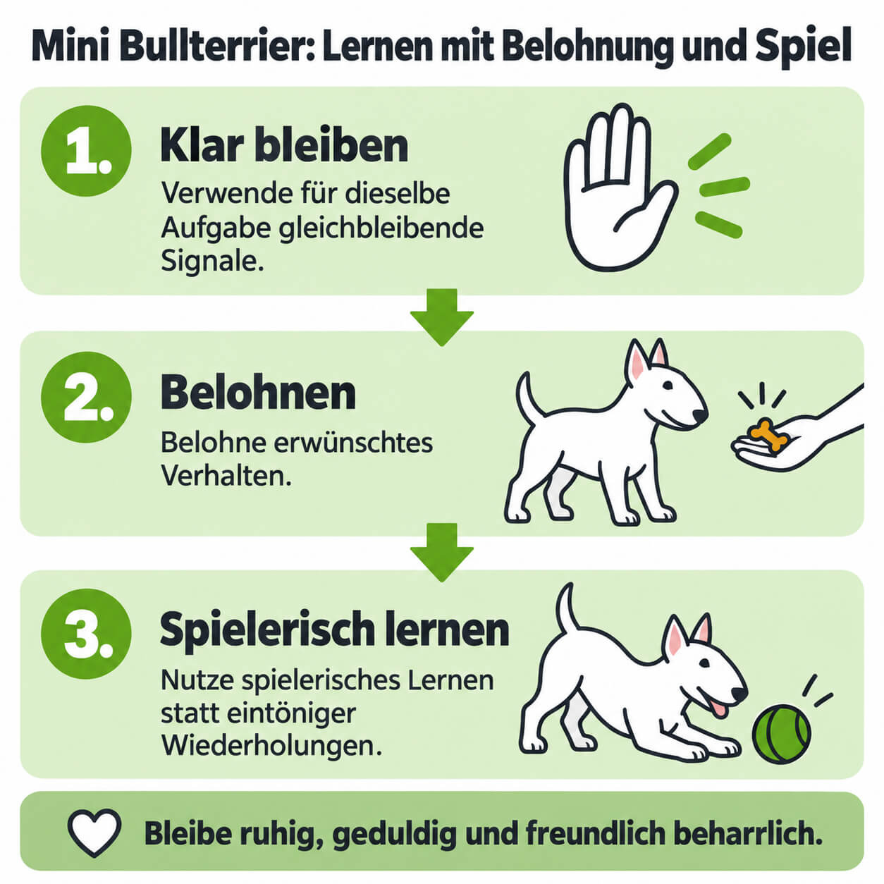 mini-bullterrier-erziehung Lernweg für den Mini Bullterrier mit drei Stationen: gleichbleibende Signale, Belohnung und spielerisches Lernen, begleitet von einer weißen Hundeillustration und einfachen Icons.