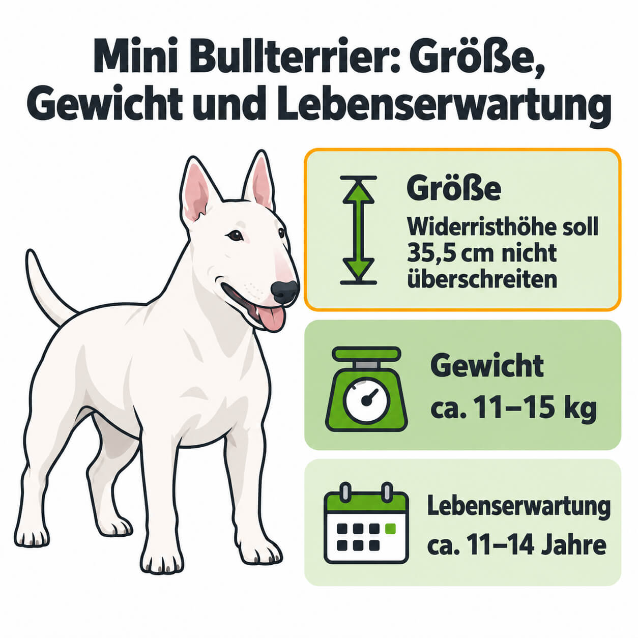 mini-bullterrier-groesse-gewicht-lebenserwartung Infografik zum Mini Bullterrier mit weißer Vektorillustration und drei Angaben zu Größe, Gewicht und Lebenserwartung, darunter die Soll-Höhenvorgabe von 35,5 cm.
