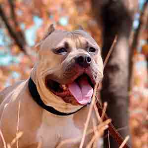In vielen Bundesländern muss ein Listenhund, hier American Staffordshire, ins sog. Hunderegister eingetragen werden