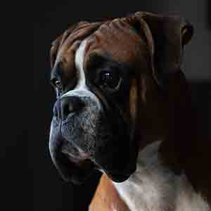 listenhund4