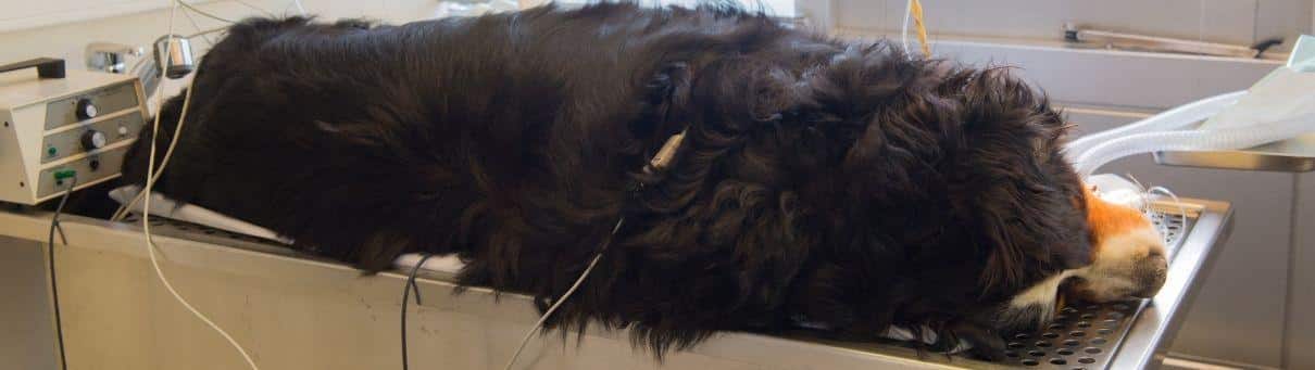Hund liegt auf einem Behandlungstisch in Narkose