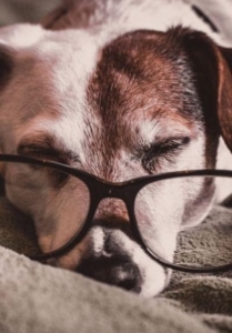 Schlafender Hund mit Brille Hundeversicherungen