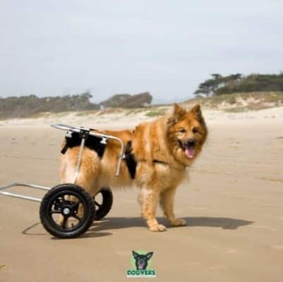 hund mit Rolli am strand arthrose