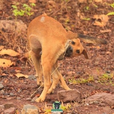 Hund versucht an Hinterteil zu kommen Bandwürmer