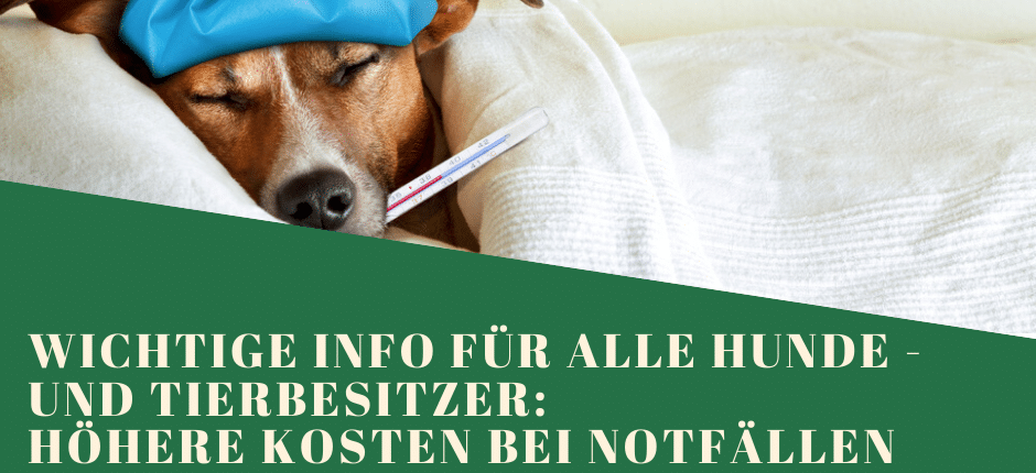 Hund krank im Bett mit Fieberthermometer