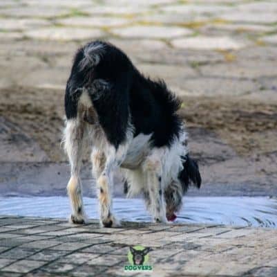 hund trinkt aus wasserpfütze leptospirose