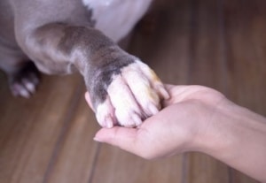 Zusammenhalt Hundetatze in Menschenhand