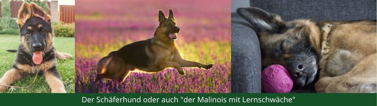 Deutscher Schäferhund am Spielen und Schlafen