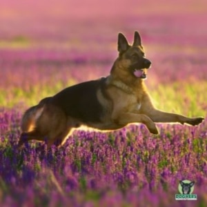 DOGVERS und Antje Hachmann beschreiben den Deutschen Schäferhund